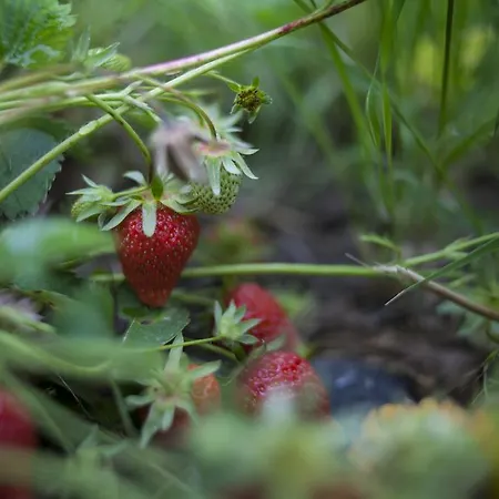 Agroturismo Il Cavicchio
