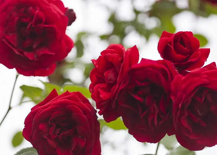 Farmház Il Cavicchio Pianoro