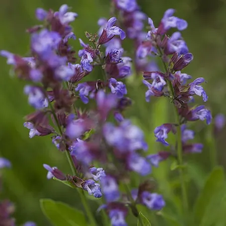 Gospodarstwo agroturystyczne Il Cavicchio
