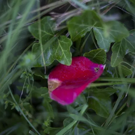 Gospodarstwo agroturystyczne Il Cavicchio