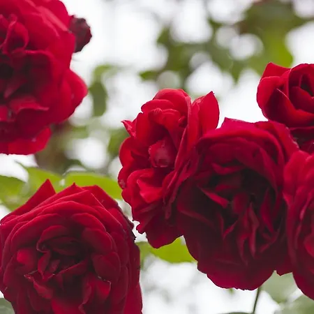 Gospodarstwo agroturystyczne Il Cavicchio Pianoro