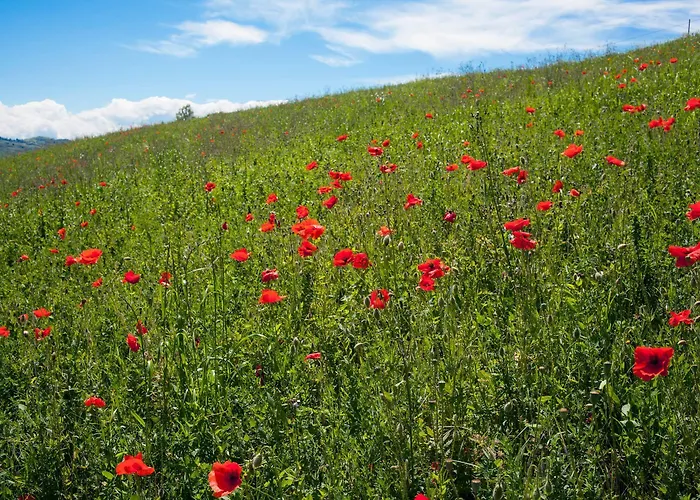 Il Cavicchio بيانورو