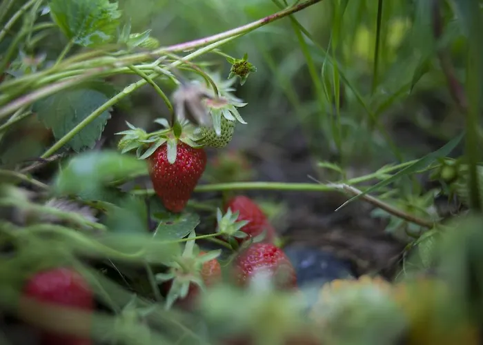 مزرعة للإقامة Il Cavicchio